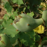 Opuntia dillenii (Ker Gawl.) Haw.